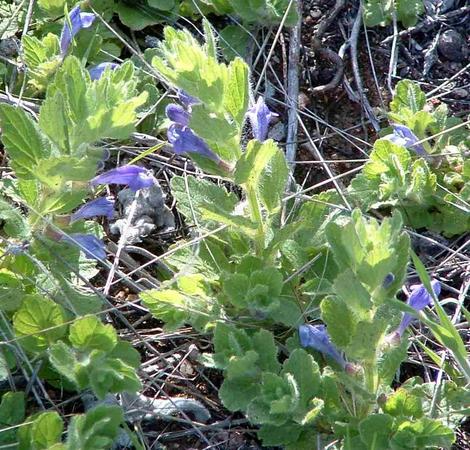 Skullcap, Scutellaria tuberosa australis - grid24_12