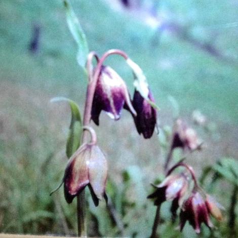 An old picture of Chocolate Lily, Mission bells, Fritilaria biflora - grid24_12
