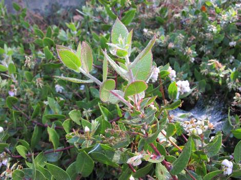 Arctostapyhlos cruzensis doing fine in a Cambria Garden. - grid24_12