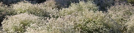 California Buckwheat planted as a groundcover. - grid24_12