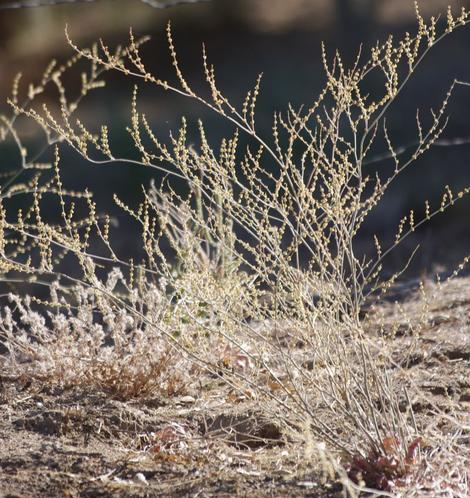 Eriogonum gracile var. gracile
Slender Buckwheat is an annual buckwheat that is native all over the Santa Margarita property. - grid24_12