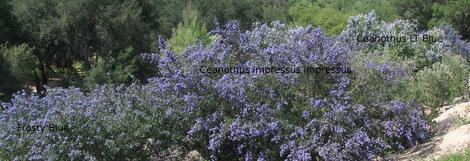A planting of Ceanothus impressus impressu, Frosty Blue and Ceanothus LT Blue. - grid24_12