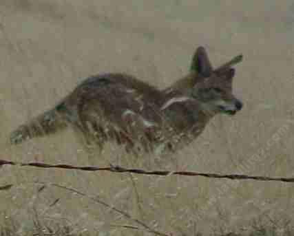 A long photo of a Coyote running. - grid24_12