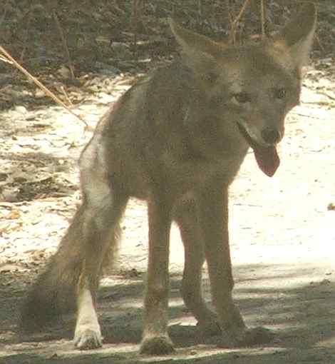 A young coyote being cute. - grid24_12 A young coyote being cute. - grid24_12