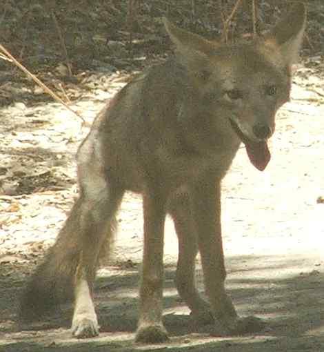 A young coyote being cute. - grid24_12