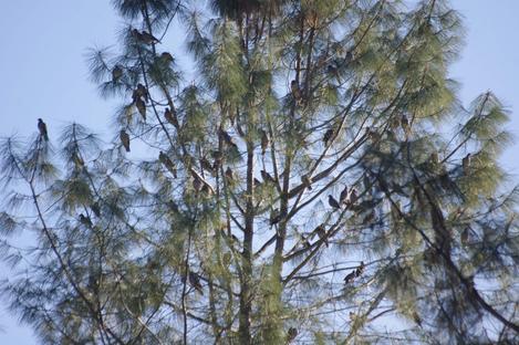 Band-tailed Pigeons roosting in a Pinus sabinana high on a hill. - grid24_12