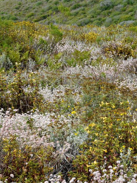 Coastal Sage scrub with Cliff buckwheat, Eriophyllum confertiflorum, Blackberry, Bracken Fern, Coyote Bush, Poison Oak, Coastal Live oak, etc.   - grid24_12