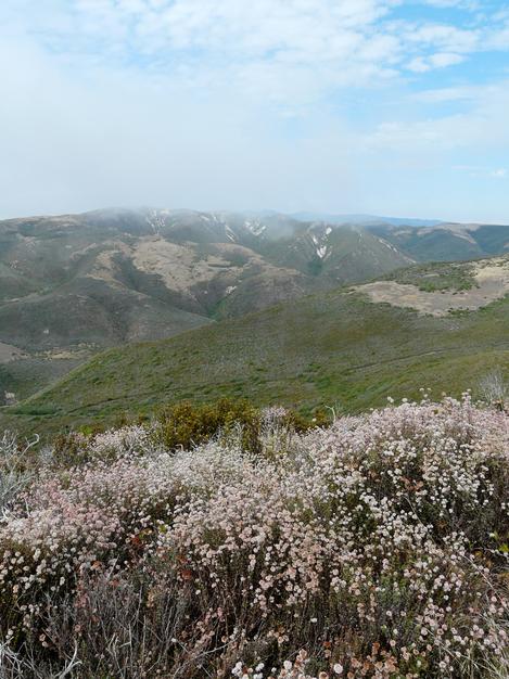 Cliff Buckwheat in coastal sage scrub south of Los Osos. Often you can find a trail a few miles from your home full of native plants. - grid24_12