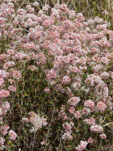 Cliff buckwheat can be showy and hold it's flowers for months.