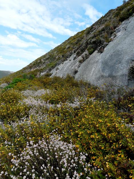 Sticky Monkey Flower in the wild mixed with Cliff buckwheat. Native plants flower all year. - grid24_12