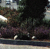 Sorry the picture is old. This was a native planting in about 1990. - grid24_12