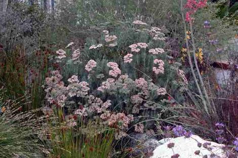 A wild landscaping in a  San Diego County garden - grid24_12