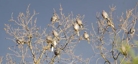 Band Tailed Pigeons (Columba fasciata) roosting in a Valley Oak Tree. - grid24_12