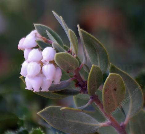 Arctostaphylos glandulosa ssp.crassifolia, Del Mar manzanita flowers - grid24_12