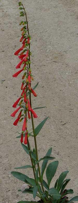 Penstemon eatonii, Firecracker Penstemon in flower - grid24_12