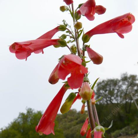 Penstemon eatonii, Firecracker Penstemon  flowers - grid24_12