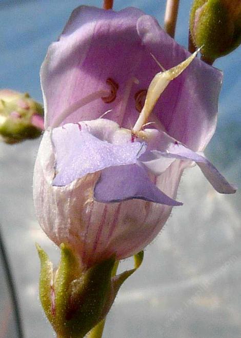 the flower of Penstemon grinnellii Southern woodland Penstemon, Grinnell's Penstemon and Grinnell's Beard tongue - grid24_12