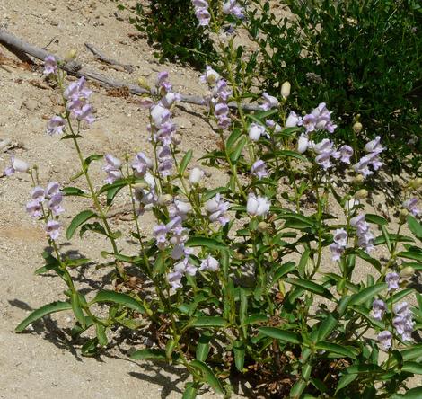 Penstemon grinnellii,  Southern woodland Penstemon, Grinnell's Penstemon and Grinnell's Beard tongue. - grid24_12