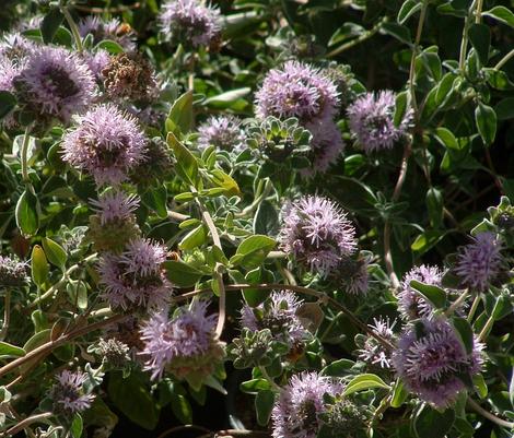Coyote Mint, Monardella villosa flowers. - grid24_12