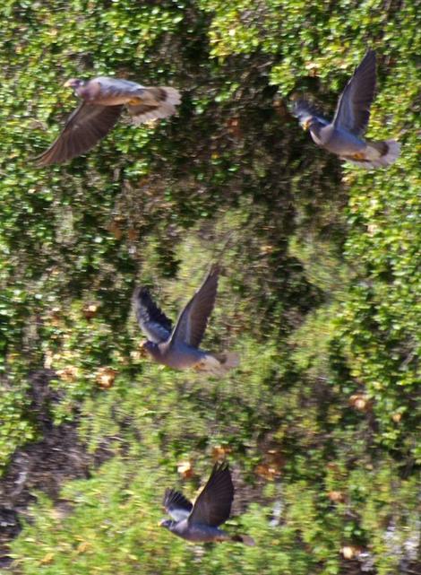 Band Tailed Pigeons flying of the ground after foraging for Quercus agrifolia acorns on the ground. - grid24_12