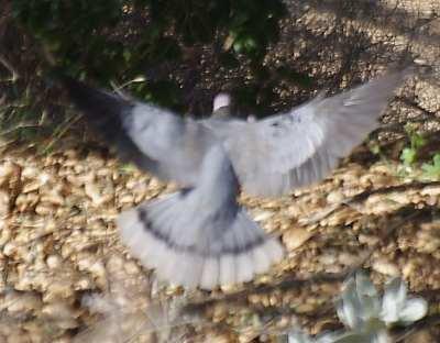 Here is a band on the tail of a Band Tailed Pigeon. These pigeons are so spooky they are in almost constant movement. - grid24_12