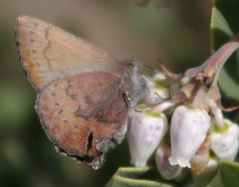 Brown Elfin, Callophrys augustinus  on a Arctostaphylos pungens - grid24_12