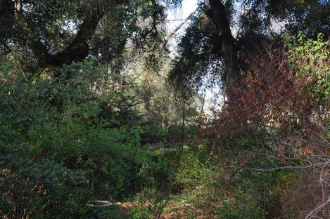 The front of the nursery in 2012. The driveway was taken out in 1999 and the oaks and understory went crazy. - grid24_12