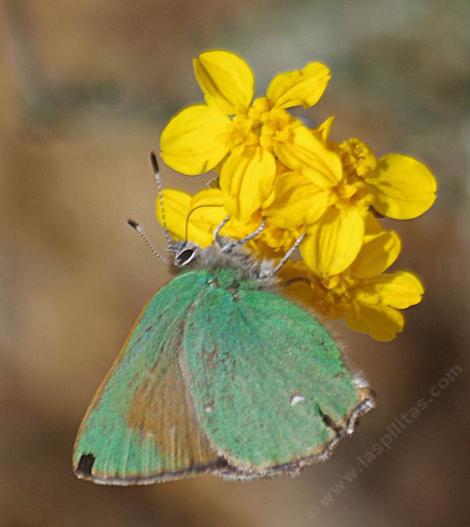 A Bramble Hairstreak butterfly on a Golden Yarrow, Eriophyllum confertiflorum. - grid24_12