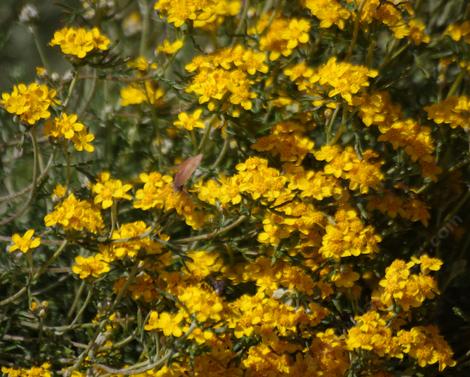 Eriophyllum confertiflorum,  Golden yarrow.  - grid24_12