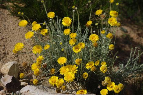 Baileya multiradiata, Desert marigold in flower. - grid24_12