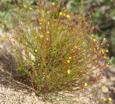 Helianthemum scoparium, Sun Rose plants - grid24_12