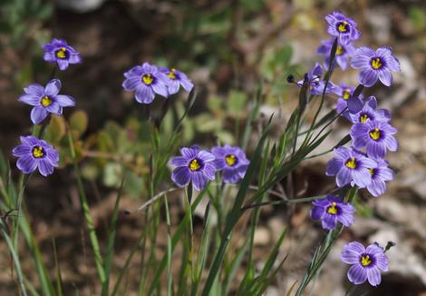 Sisyrinchium bellum, Blue-Eyed Grass is a iris like native plant. - grid24_12