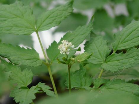 Actaea rubra snakeberry - grid24_12