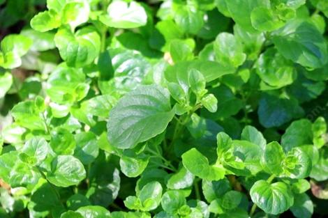 Satureja douglasii, Yerba Buena makes a great little fragrant groundcover. - grid24_12