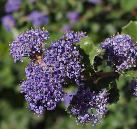 The flowers of Ceanothus Hearts Desire - grid24_12