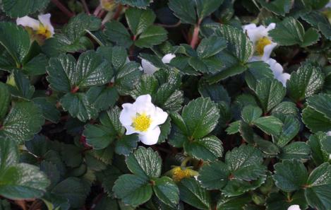 Beach Strawberry or Sand Strawberry makes a great groundcover. - grid24_12