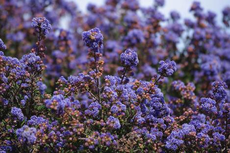 Ceanothus Julia Phelps has pink buds and royal blue flowers. - grid24_12