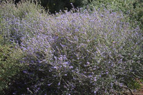 Ceanothus oliganthus oliganthus,  Hairy-Leaf Ceanothus.used to cover the hills around Los Angeles. Watch an old western and you'll spot it. - grid24_12