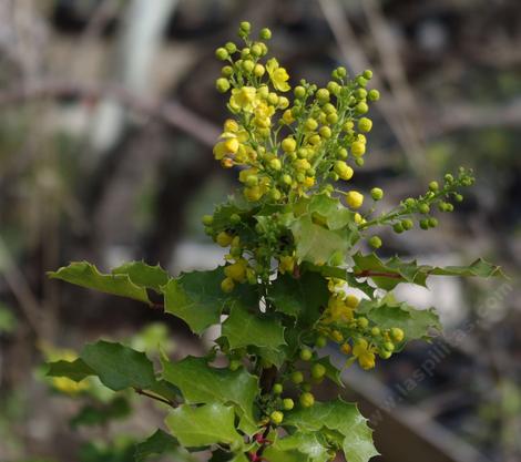 Mahonia pinnata Shinyleaf Mahonia and California Barberry.  - grid24_12