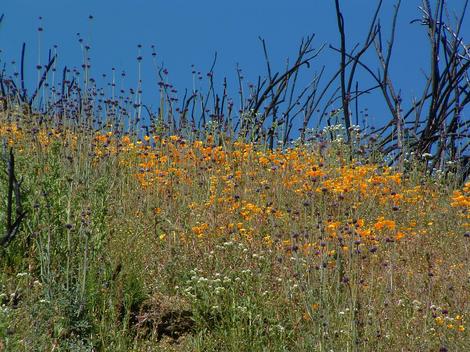 Tufted poppy and collarless California poppy after a fire east of Santa Margarita. Mixed with Chia and popcorn flower. If weeds are present you do not get this. - grid24_12