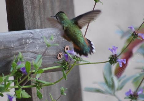 Is it a Rufous or Allen Hummingbird only the males know. On a Salvia munzii - grid24_12