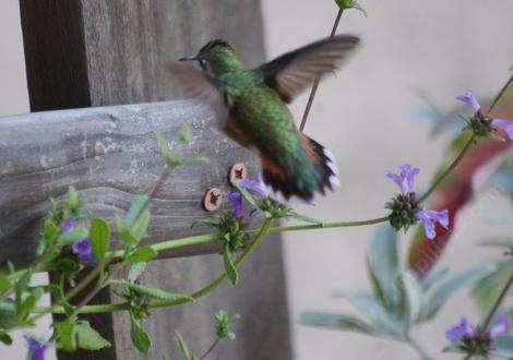 Is it a Rufous or Allen Hummingbird only the males know. On a Salvia munzii - grid24_12 Is it a Rufous or Allen Hummingbird only the males know. On a Salvia munzii - grid24_12