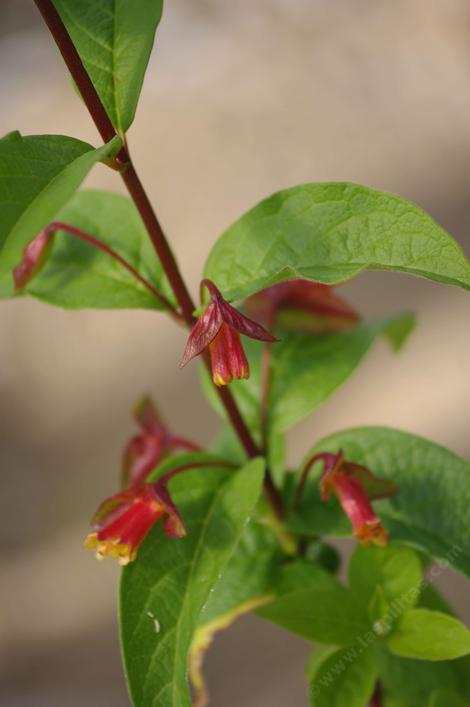 Lonicera involucrata ledebourii,  Twinberry honeysuckle. - grid24_12