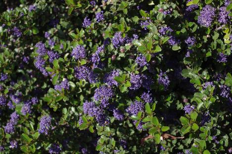 Ceanothus gloriosus exaltatus Emily Brown - grid24_12