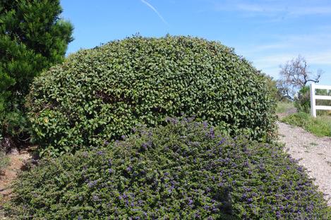 Ceanothus gloriosus exaltatus, Emily Brown with Eve Case Coffeeberry behind it. - grid24_12