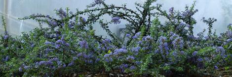 Ceanothus gloriosus porrectus, Mt. Vision Ceanothus - grid24_12