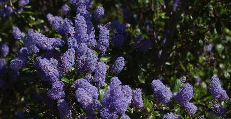 Ceanothus L.T. Blue flowers. - grid24_12