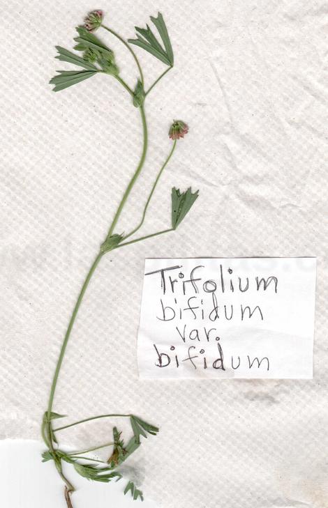 Trifolium bifidium bifidium - grid24_12