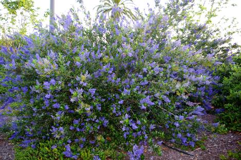 Ceanothus Ray Hartman in a mall parking lot, adobe soil, drip irrigation, still alive. - grid24_12