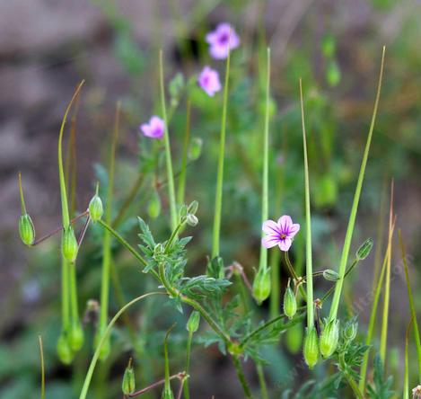 A bigger form of Filaree weed. This weed has many of the properties of a ruderal in a California native system. It will germinate on concrete, on top of a rock and overwhelm all other plants. - grid24_12